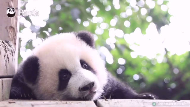 大熊猫绩笑 7个月龄时的笑笑日常混剪...